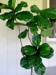 Contrary to its name, the indoor fiddle leaf fig tree produces no fruit. Moving The Fiddle Leaf Fig Outdoors Life Love Larson