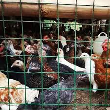 Alhamdulillah Siap Di Panen Ayam Kampung Super Atau Joper Berat 0 9 1 4kg Ternak Ayamhias Ayamkampung Ayamgoreng Ayamkampungsuper Ayam Ayam Goreng Hiasan