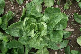 We did not find results for: Andewi Sayur Pahit Baik Untuk Pencernaan Satu Harapan
