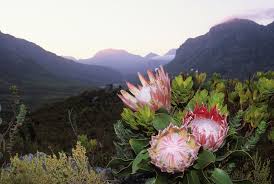 The king protea is the national flower of south africa, and the flagship species of the cape floral kingdom (they are a typical example of fynbos). A Passion For Flowers September 2019