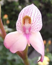 Image result for Disa woodii