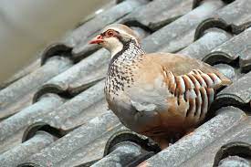 Видео تربية الحجل канала toyour tv. Ù…ÙˆØ§ØµÙØ§Øª Ø·Ø§Ø¦Ø± Ø§Ù„Ø­Ø¬Ù„ E3arabi Ø¥ÙŠ Ø¹Ø±Ø¨ÙŠ