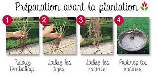 En revanche, les rosiers étant des plantes très gourmandes, nous ne pouvons pas faire l'impasse sur les éléments nutritifs. Comment Planter Les Rosiers Conseil Jardin Willemse