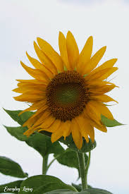 Download Sunflower Love