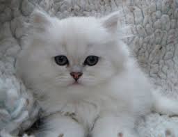 Chinchilla Persian Kittens 8 Lovely Persian Chinchilla Cat Biological Science Picture Directory Cute Cats Photos Persian Kittens Cute Cats