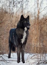 Ambassador Wolf Lucien Of Ironwood Wolves Black Wolf Wolf Dog Wolf Photography Black Wolf