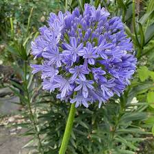 Image result for Agapanthus africanus