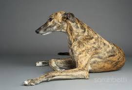 Top of page add new shelter or rescue group. Greyhound Pets Of America Rescue The Retired Racers Greyhound Grey Hound Dog Greyhound Adoption