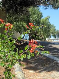 Image result for Bauhinia galpinii