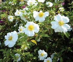Image result for Rosa laevigata