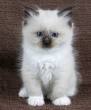 Ragdoll Cat Colors and Patterns - Ragdolls | Munchkins