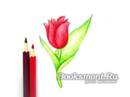 Kryeministri i malit të zi: How To Draw A Tulip In 5 Minutes How To Draw A Tulip With A Pencil Create A Tulip Sketch Respecting Proportions