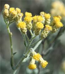 Image result for Helichrysum keilii