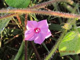 Image result for Ipomoea dichroa