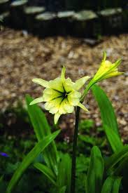 Image result for Ismene narcissiflora