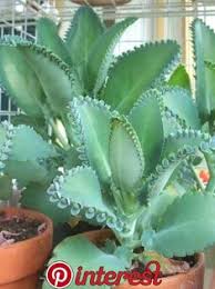 Kalanchoe Laetivirens Mother Of Thousands Suculentas Jardim De Suculentas Cactos E Suculentas