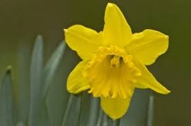 Fertilizing Daffodil Plants How And When To Fertilize Daffodils Daffodils Planting Daffodil Bulbs Daffodil Flower