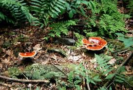 Image result for Ganoderma tsugae