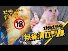 191 貓咪最臭的地方史上最羞恥的一集 貓咪肛門腺 拉姆有幾噗 youtube life hacks life incoming call screenshot