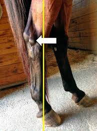 Horse Shoeing Equine Shoeing Horse Trimming Hoof Trimming Horse Stifles Hanz Wiza Hoof Problems Healthy Horses Horse Care Tips Horse Health
