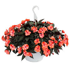 Email us and one of our annual flower experts will get back to you. New Guinea Impatiens Meyers Farms