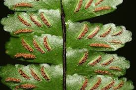 Image result for Aspleniaceae