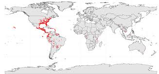 Image result for Pachylobus osika