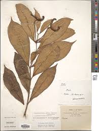 Image result for Tabernaemontana inconspicua