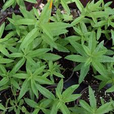 Image result for Aloysia citrodora