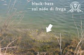 We did not find results for: Pesci In Frega Riproduzione Al Bacino Increa Associazione Pescatori Ricreativi Spinning Brugherio