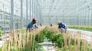 Spike Of Covid 19 Cases Reported Among Temporary Farm Workers In Ontario Rci English
