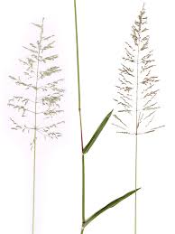 Image result for Sporobolus ioclados