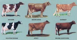Breeds Of Dairy Cows Dairy Cow Breeds Dairy Cattle