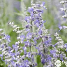 Image result for Perovskia atriplicifolia lacey blue photo