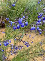 Image result for Cynanchum praecox