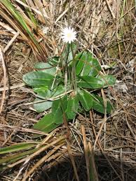 Image result for Fadogia tomentosa