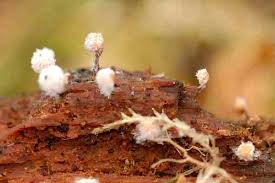 Image result for Melanospermum