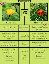 Before storing calendula, make sure it is completely dry. Calendula Vs Marigolds The Differences Unruly Gardening