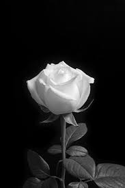 Aesthetic Black And White Flower Background Monochromacity Photo Black And White Aesthetic Black And White Flowers Black And White Roses