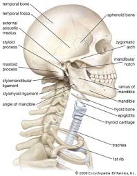 Head And Neck Side View Anatomy Americanhighschool Anatomylessons Ahsrocks Anatomyandphysiology Anatomy Bones Human Bones Anatomy Human Body Anatomy