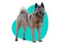 Image result for norský losí pes šedý