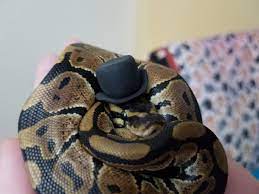 Cute Baby Ball Python In A Hat His Name Is Boop Noodle 3 Baby Ball Python Ball Python Pet Cute Snake