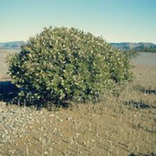 Image result for Avicennia marina