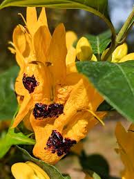 Image result for Ruttya fruticosa