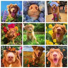 Milo Bennett Milo The Toller Instagram Photos And Videos In 2020 Food Animals Dog Food Recipes Pets