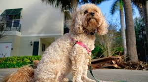 Top 5 Cavapoo Breeders In Florida Our Picks More