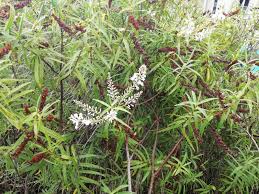 Image result for Aloysia citrodora