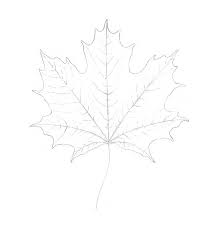 How To Draw A Leaf Step By Step Here is a showcase of 50 high quality free.