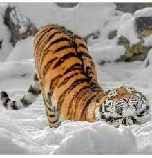 Etirement Du Tigre Animals Wild Animals Animals Beautiful