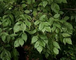 Image result for Lannea schweinfurthii